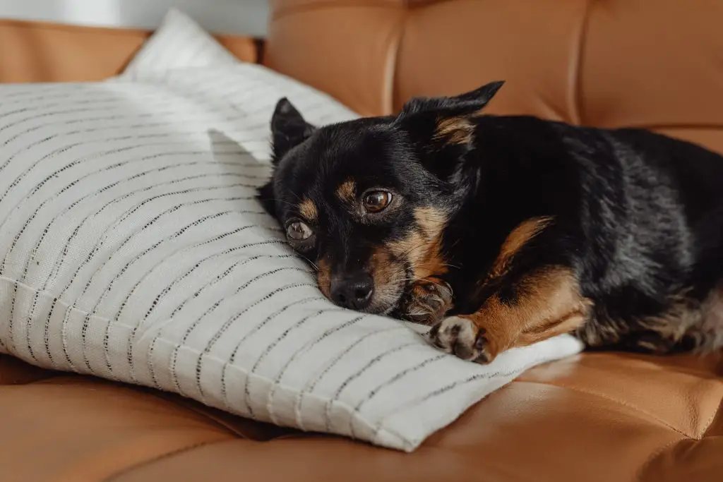What Sofa Fabric is Best for Dogs