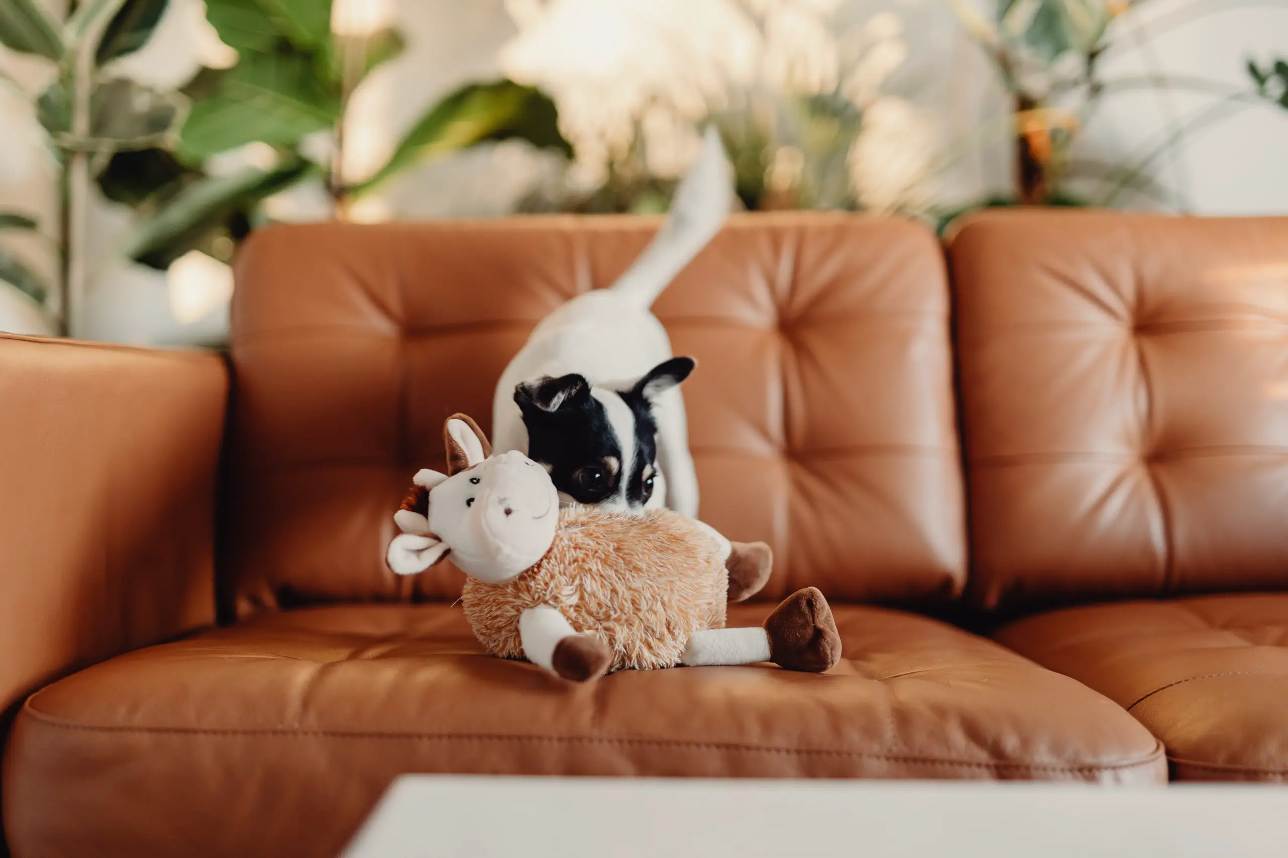 What Sofa Material is Best for Dogs